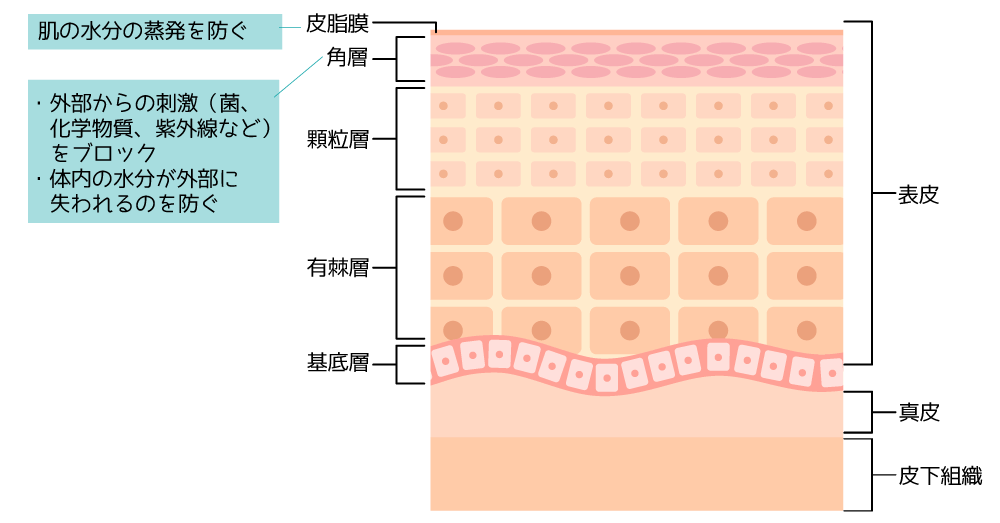 図：皮膚の構造