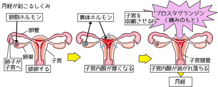 月経が起こるしくみイラスト