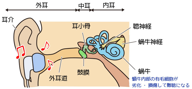 耳の構造のイラスト