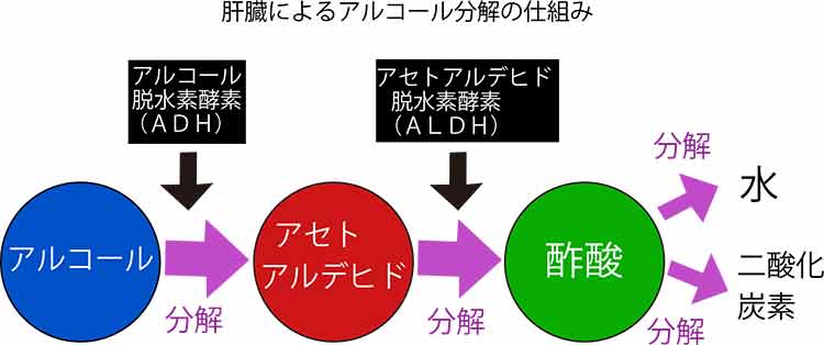 肝臓によるアルコール分解の仕組みイラスト