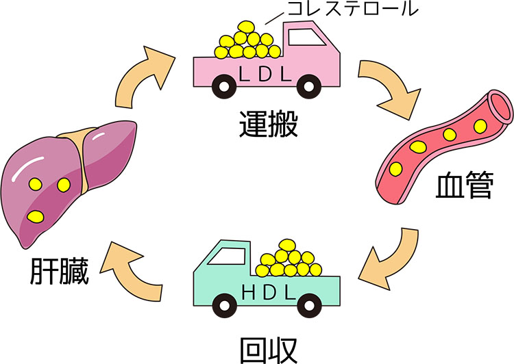 コレステロールが体全体に運ばれていく様子