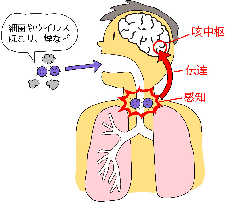 図：喉で細菌やウイルス、ほこり、煙など異物を感知し脳の咳中枢に信号が伝わる。