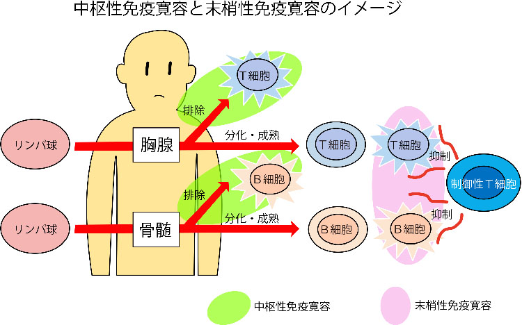 図:中枢性免疫寛容と末梢性免疫寛容のイメージ
