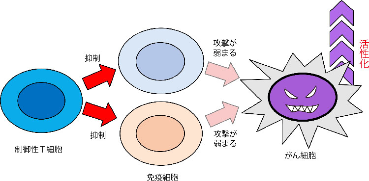 図:制御性T細胞と免疫細胞、がん細胞との関係