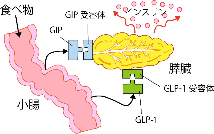 図：食べ物が小腸で吸収されて、インスリンが分泌されるまでの流れ