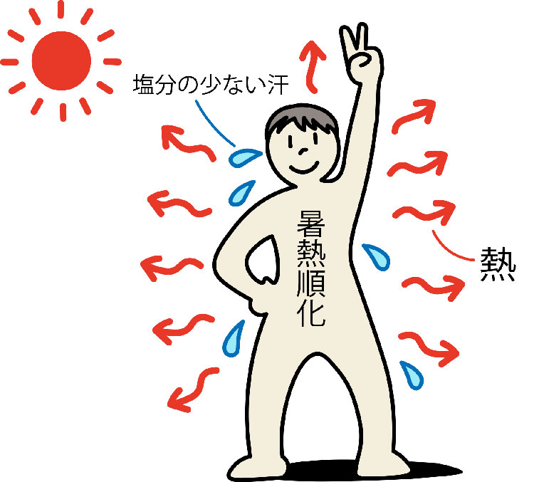 図：「暑熱順化」によって塩分の少ない汗が出て、体温上昇を抑える