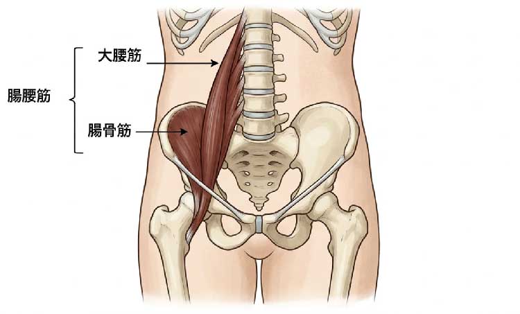 イラスト:腸腰筋の構造。背骨と太ももの骨をつなぐ大腰筋と骨盤の内側から太ももの骨にかけて伸びる腸骨筋からなる筋肉。