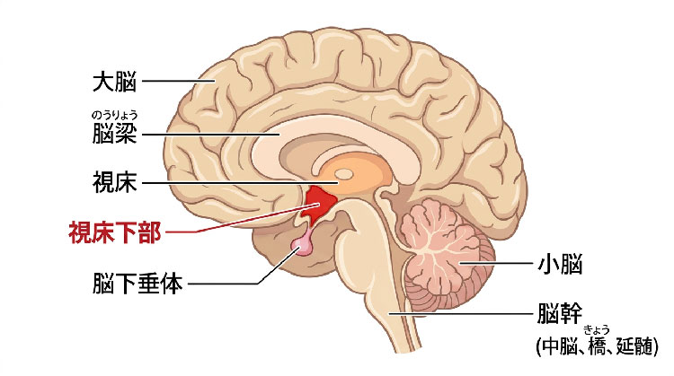 図:脳の断面と各部位の名称(オレキシンがつくられる視床下部を赤で表示)