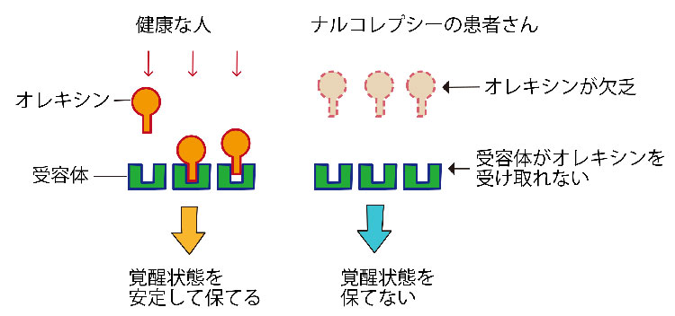 図:健康な人とナルコレプシーの患者さんにおけるオレキシンと受容体の関係